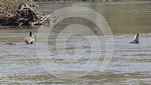 Georgia, Island Ford Park, Two geese feeding and standing on a rock in the Chattahoochee