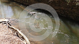 Georgia, Olde Rope Mill Rd Park, Looking at water flowing in the raceway with dead trees