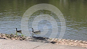 Georgia in Summer, Two Canada Geese swimming on the Chattahoochee River near the shore