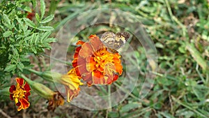 Georgia in Summer, A view of a Pearl Crescent butterfly on an orange marigold flower