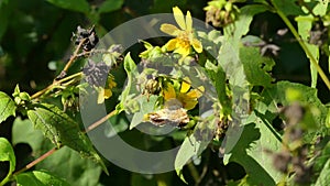 Georgia in Summer, A zoom in on a Pearl Crescent butterfly on sunflowers in Cochern Shoals Park