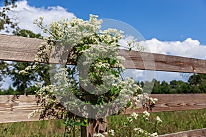 Georgia Sweet Autumn Clematis White Flowering Vine