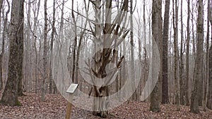 Georgia, Sweetwater Creek Park, A cedar tree that has very strange limbs, No Audio