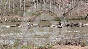 Georgia, Sweetwater Creek Park, a log jam in the middle of Sweetwater Creek