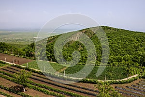 Georgia. Vineyard green hills landscape view, Alazani valley