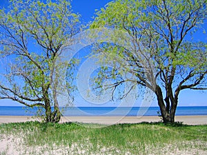 Georgian Bay, Ontario, Willows at Wasaga Beach, Canada