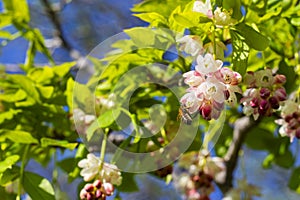 Georgian Jonjoli Bladdernut Plant in Bloom