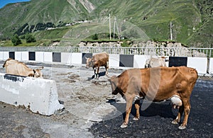 Georgian Military Highway