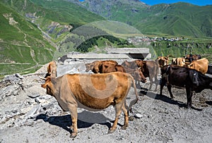 Georgian Military Highway