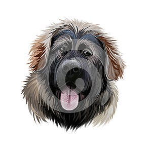 Georgian Shepherd Dog breed digital art illustration isolated on white. Popular puppy portrait with text. Cute pet hand drawn