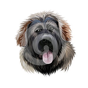Georgian Shepherd Dog breed digital art illustration isolated on white. Popular puppy portrait with text. Cute pet hand drawn