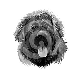 Georgian Shepherd Dog breed digital art illustration isolated on white. Popular puppy portrait with text. Cute pet hand drawn