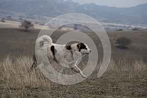 Georgian Shepherd Dog