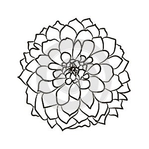 Georgina flower isolated. Vector illustration. EPS 10