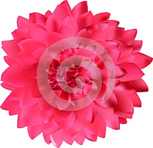 Georgina pink bloom isolated on white