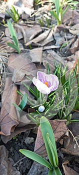 Georgios crocus