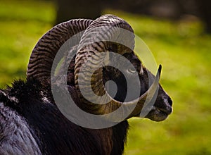 A georgous mouflon, a ram as a portrait in a meadow