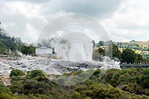 Geothermal field with Geyser at Whakarewarewa village, New Zealand