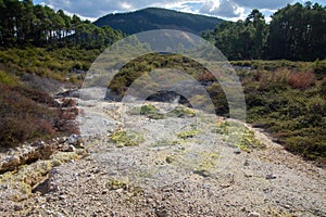 Nature combined with geathermal hot ground in new-zealand