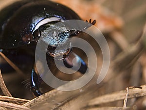 Geotrupes stercorarius
