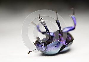 Geotrupes stercorarius