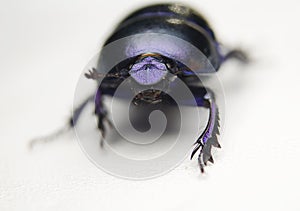 Geotrupes stercorarius