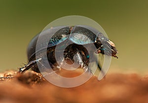 Geotrupes stercorarius