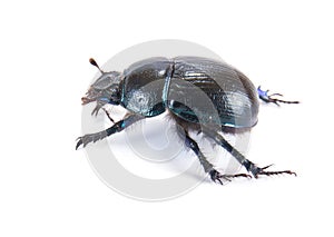 Geotrupes stercorarius, or earth-boring dung beetles, or dung be