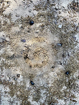 Geotrupes vernalis in holes in the ground.