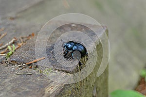 Geotrupidae crawling in hope to find some food