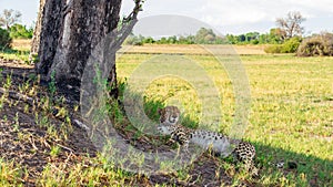 A sleeping cheetah in the Okavango Delta. photo