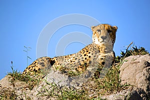 Gepard