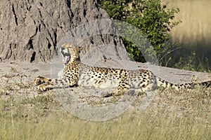 Gepard