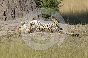 Gepard