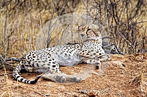 Gepard Acinonyx jubatus liegt auf einem ErdhÃÂ¼gel, Namibia, Afrika photo