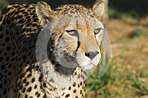 Gepard - Cheetah