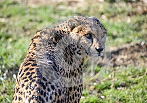 Gepard