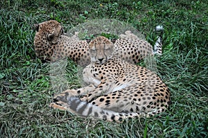 Gepard, gephard cheetah couple lying in the grass