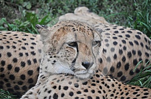 Gepard, gephard cheetah couple lying in the grass