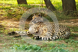 Gepard resting.