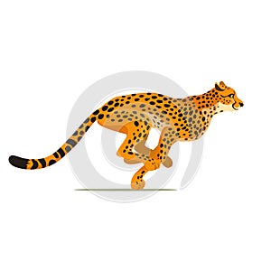 Gepard running. Cheetah animal hunter in wild Africa. Dangerous leopard. Vector