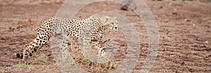 A gepard is walking in the savannah