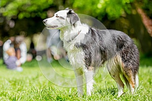 Ger and white border collie sheepdog standing in a field
