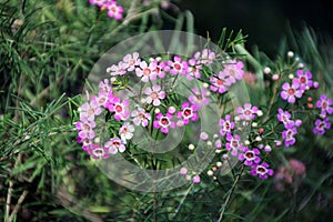 Geraldton Wax Wildflower