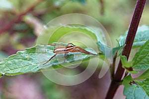 Gerandete Jagdspinne Dolomedes fimbriatus , Listspinne photo