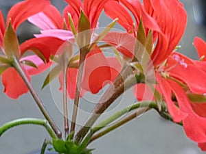 Geranien flower bunt blume plant