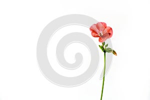 Geranio love pink flower photo
