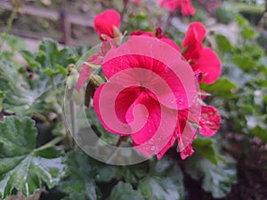 Geranio flower red photo