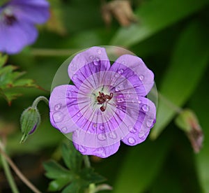 Geranium