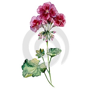 Geranium